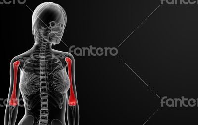 humerus bone
