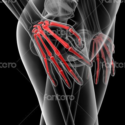 hand bone