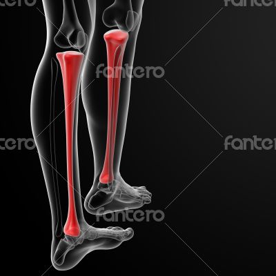 tibia bone