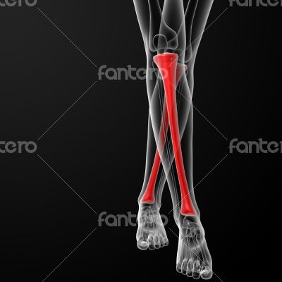 tibia bone
