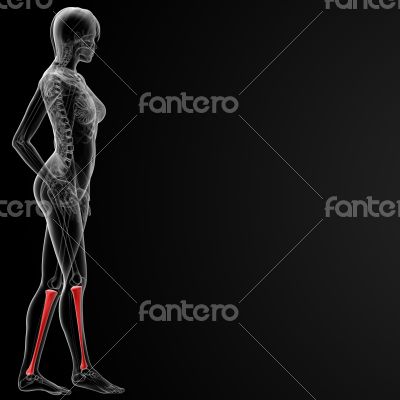 tibia bone