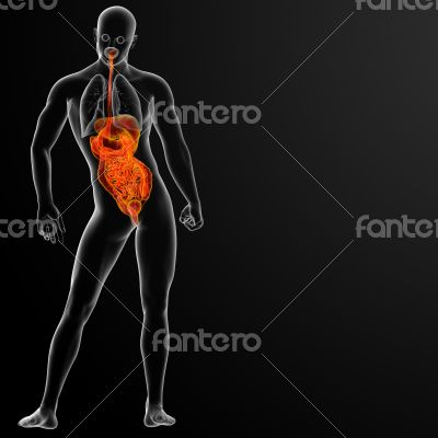 human digestive system