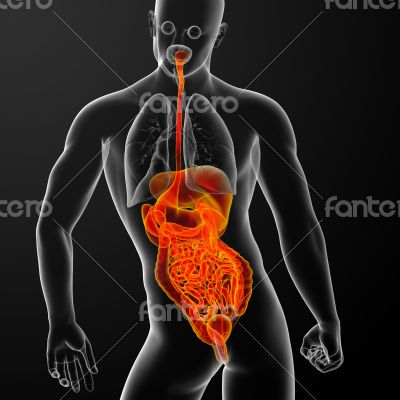 human digestive system