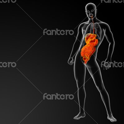 human digestive system