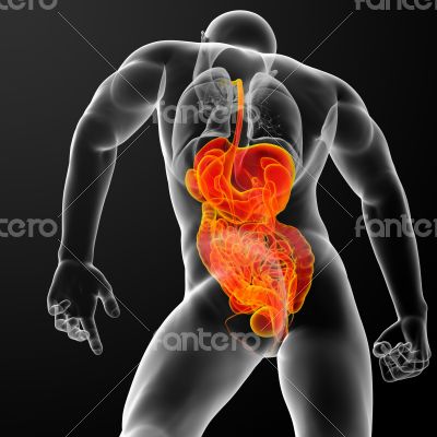 human digestive system