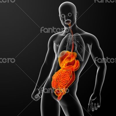 human digestive system
