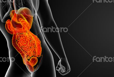 human digestive system
