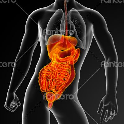 human digestive system