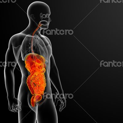 human digestive system