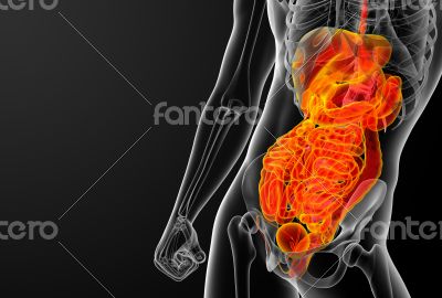 human digestive system