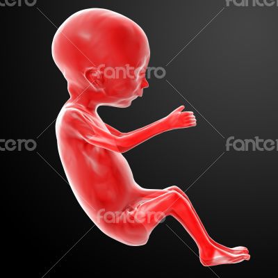 Human fetus
