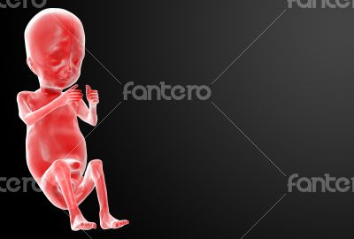 Human fetus