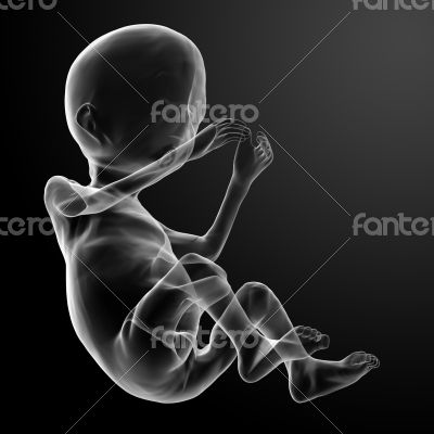 human fetus