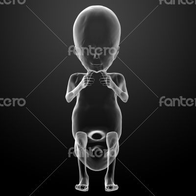 human fetus