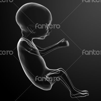 Human fetus