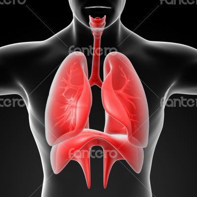 Human digestive system liver red colored 