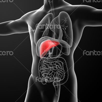 Human digestive system liver red colored