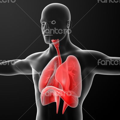 Human digestive system liver red colored 