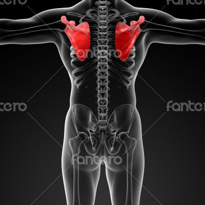 3d render illustration scapula bone