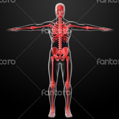 3d rendered red skeleton