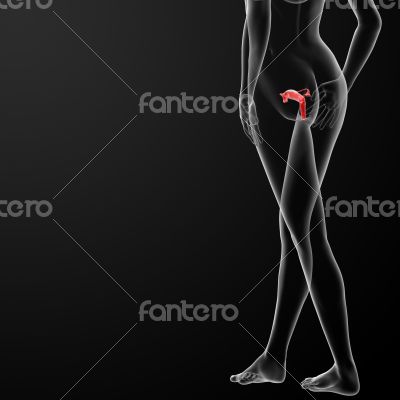 Female Reproductive System