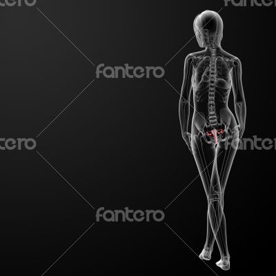 Female Reproductive System