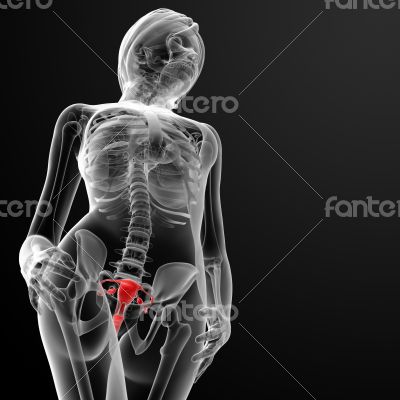 Female Reproductive System