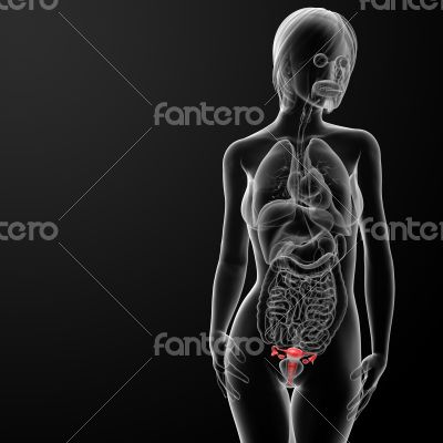 Female Reproductive System
