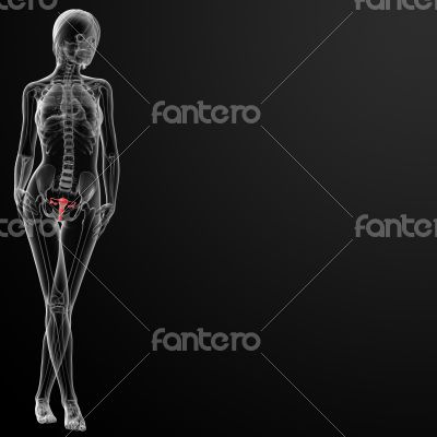 Female Reproductive System