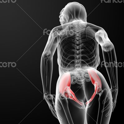 3d render female scapula bone