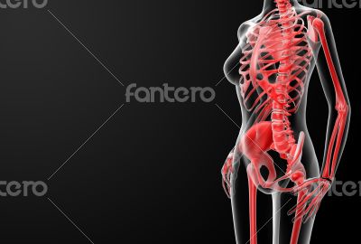3d render of the female skeleton