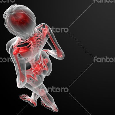3d rendered of the female skeleton