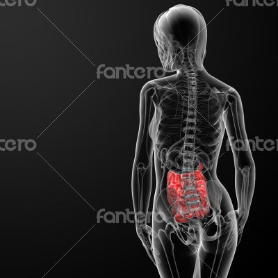 3d render of the female small intestine