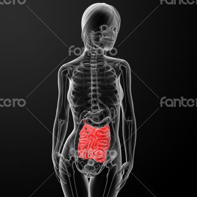 3d render of the female small intestine