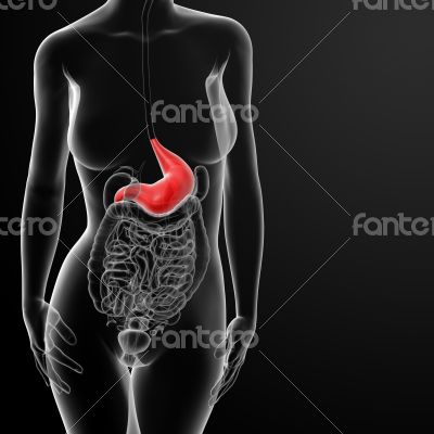 3d render of the female stomach