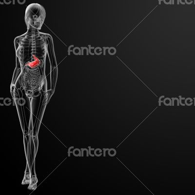 3d render of the female stomach