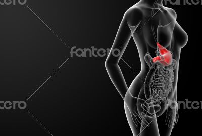 3d render of the female stomach
