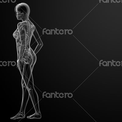 3d render of the female