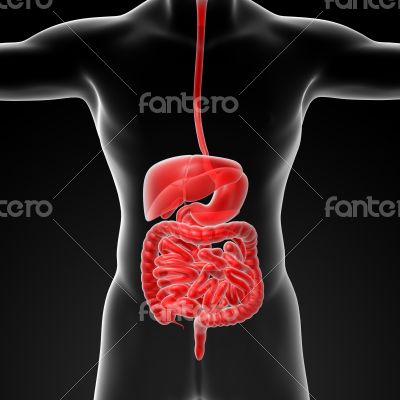 The human digestive system