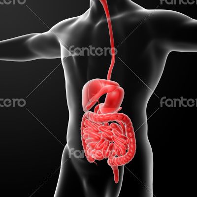 The human digestive system