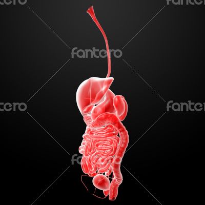 The human digestive system