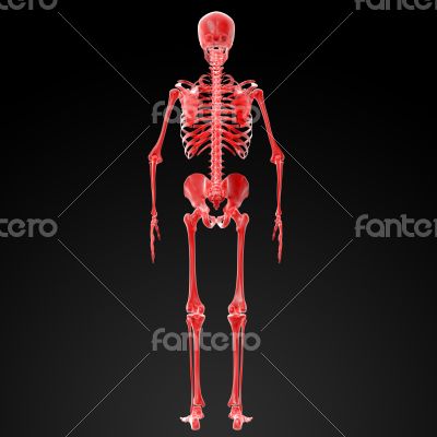 3d render Skeleton X-rays 