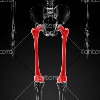 femur bone