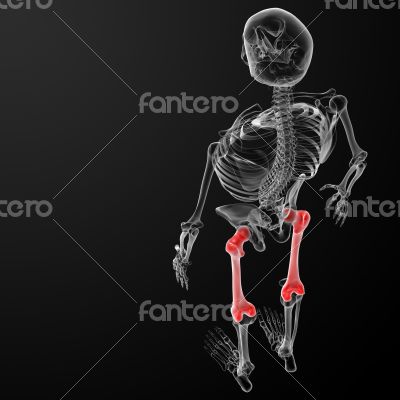 3d render medical illustration of the femur bone
