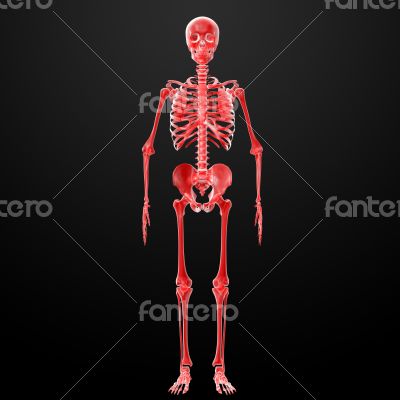3d render Skeleton X-rays