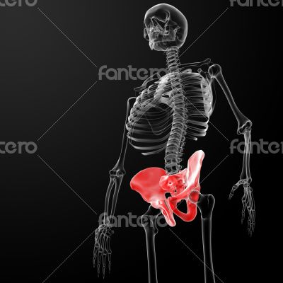 3d render pelvis under the X-rays
