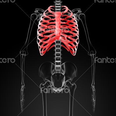 ribcage