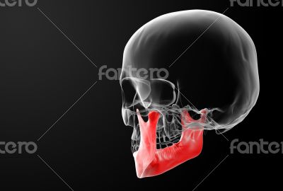 Human Skull. Upper half.