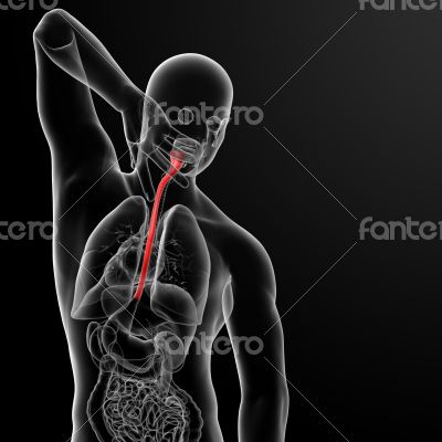 esophagus