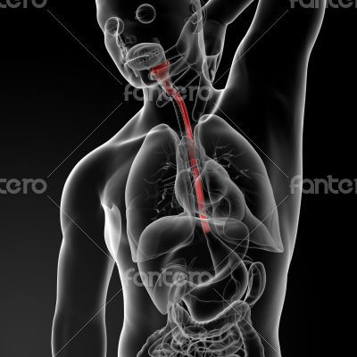 esophagus